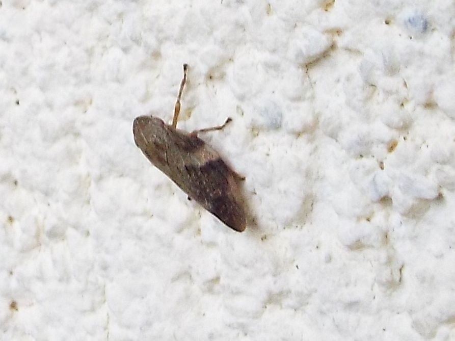 Cicadomorpha - Aphrophoridae: Aphrophora alni